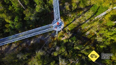 West Coast Treetop Walk, Cafe & Tower Zipline