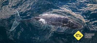 Bálnákat figyelő hajóút a Surfers Paradise-ból