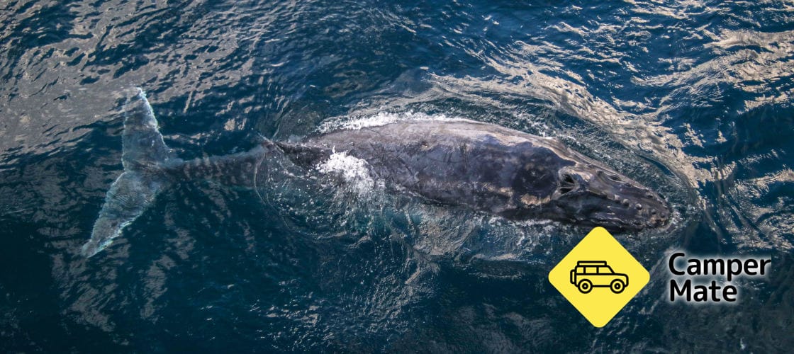 Bálnákat figyelő hajóút a Surfers Paradise-ból