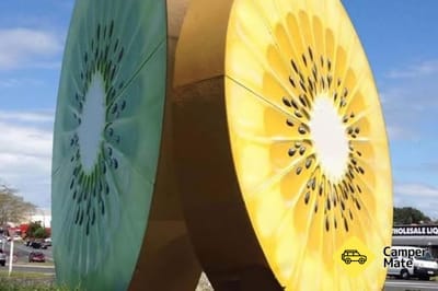Óriás Kiwi gyümölcs Te Puke