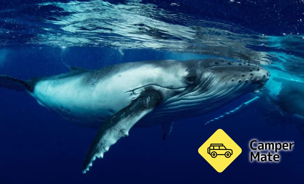 Great Barrier Reef Whale Watching - Image 3