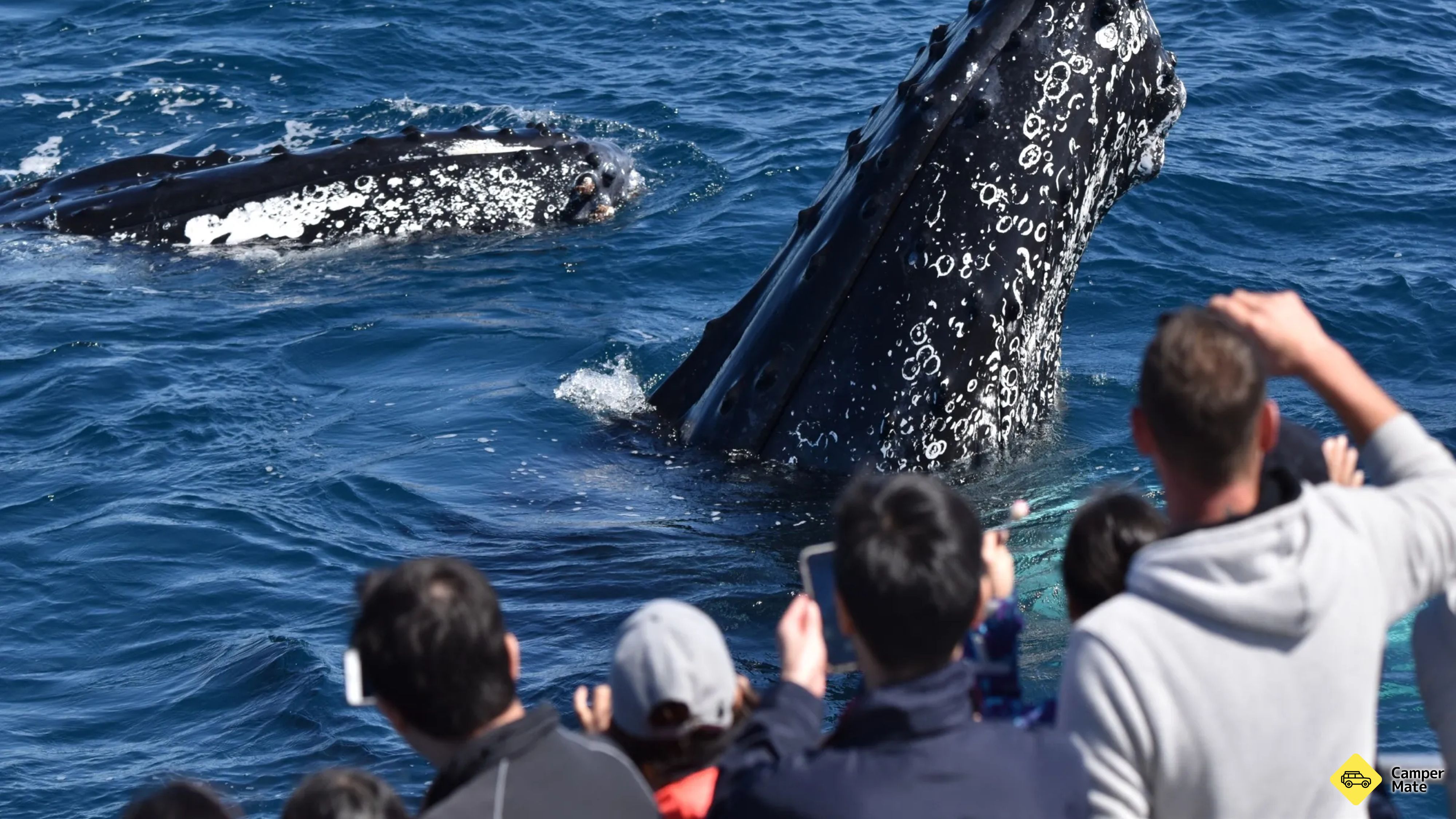 Hotéis em Albany Whale Tours