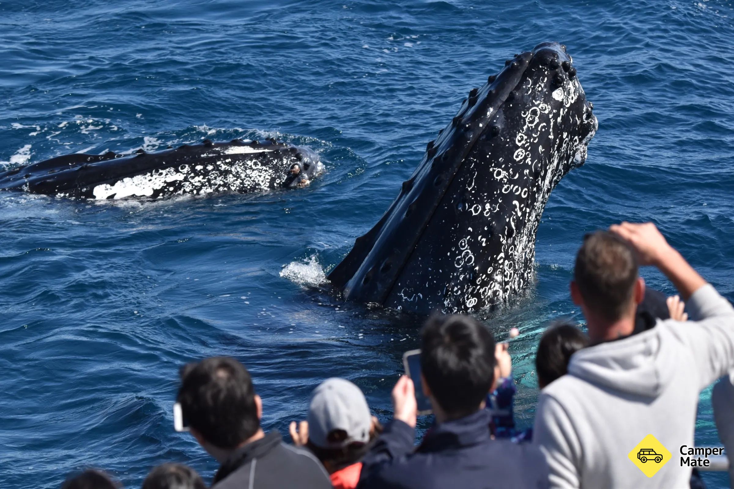 Albany Whale Tours 부근의 호텔