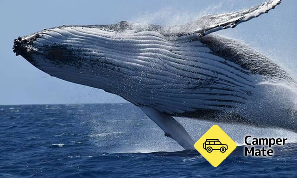 Busselton Whale Watching Cruise(バッセルトン・ホール・ウォッチング・クルーズ) - Image 2