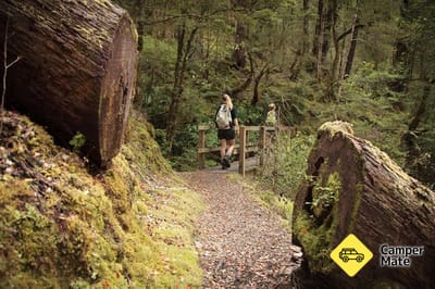 Lake Daniell Track