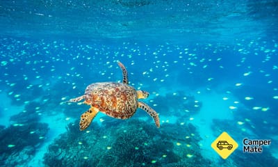 Southern Great Barrier Reef Cruise - אי ליידי מוסגרב