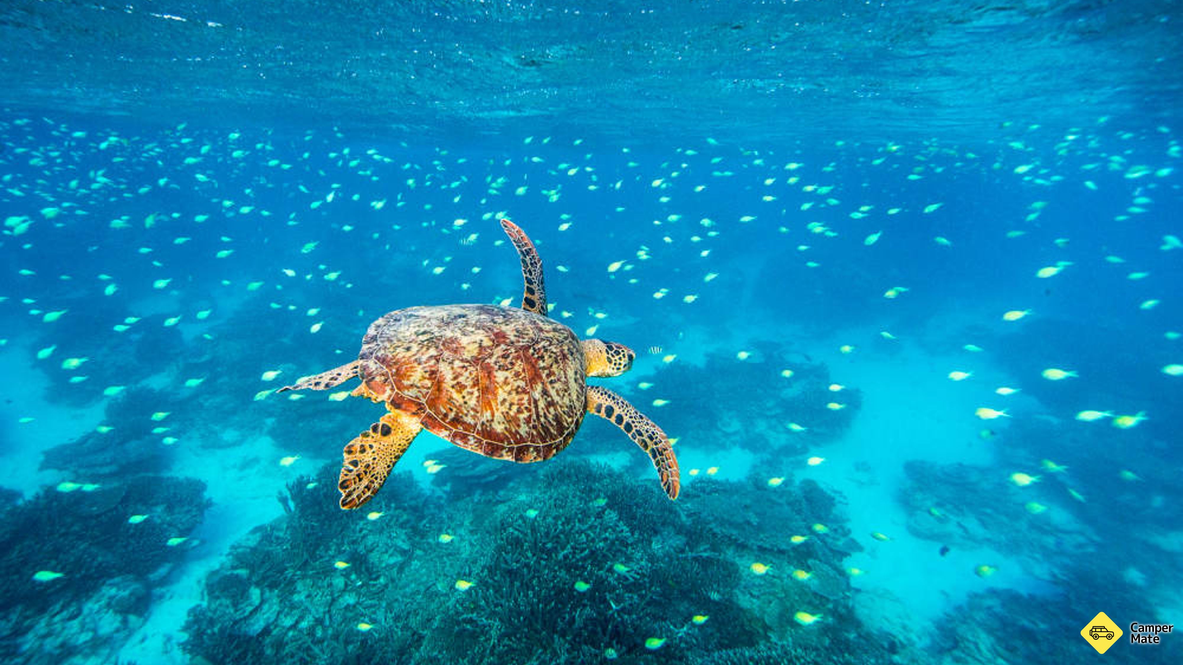 Tempat untuk menginap di Great Barrier Reef - Lady Musgrave Island