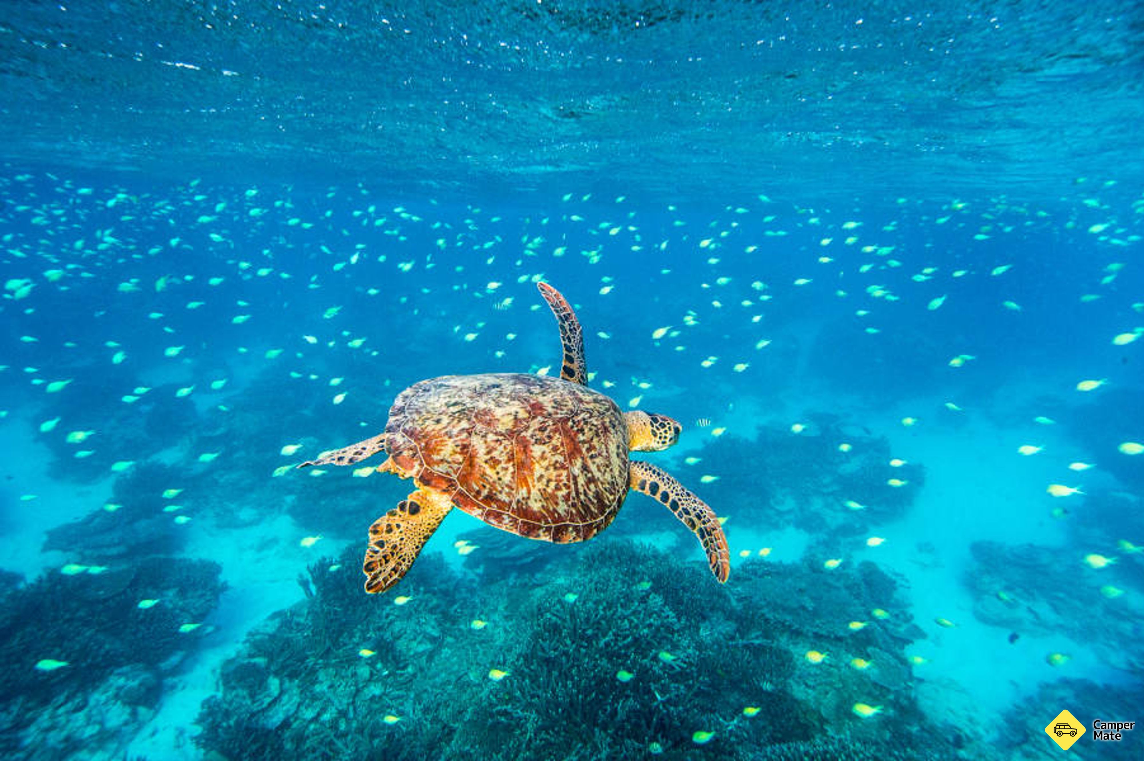 Tempat untuk menginap di Great Barrier Reef - Lady Musgrave Island