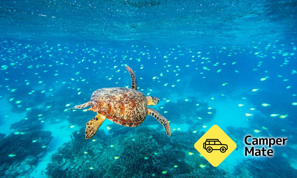 Southern Great Barrier Reef Cruise - אי ליידי מוסגרב