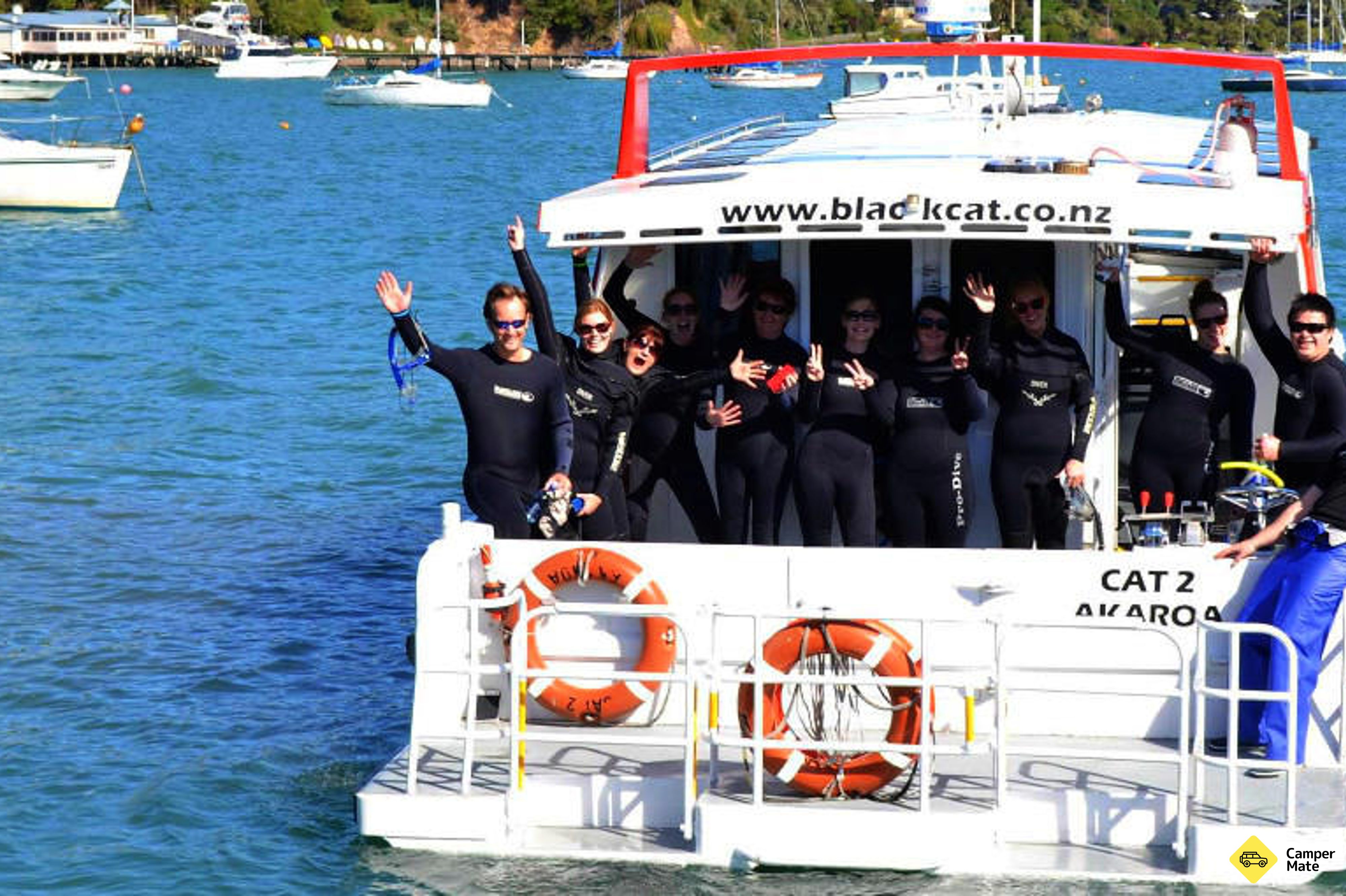 Akaroa Dolphin Swim Experience (Experiência de natação de golfinhos) - Image 3