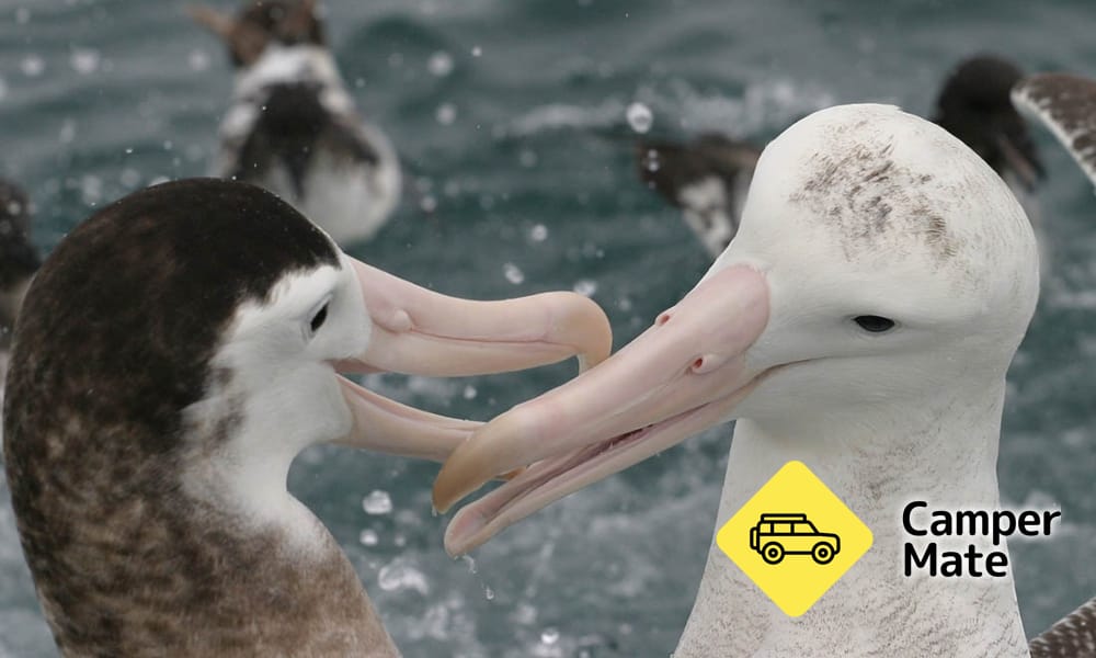Albatross Encounter - Image 3