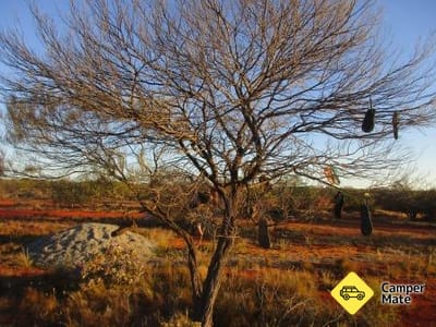 Curara Farm Bush Camp