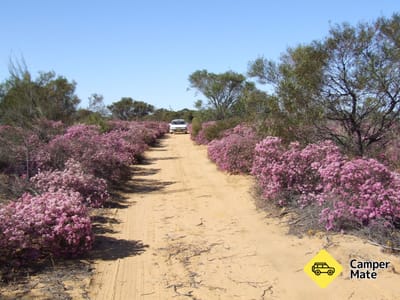 Reynoldson's Flora Reserve Walk