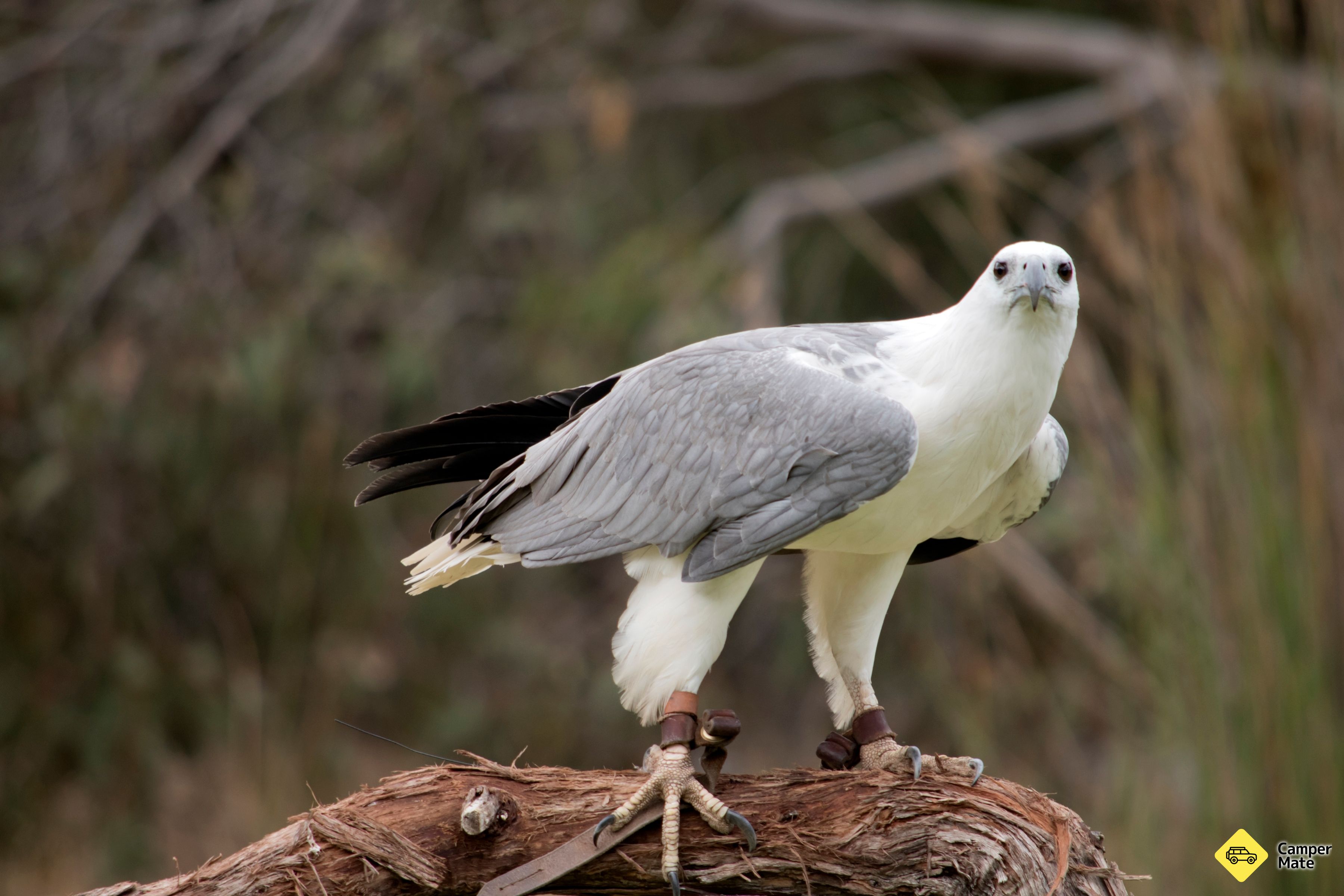 Old Hollett Road - Noosa Bird Trail Stop #29 - Image 2