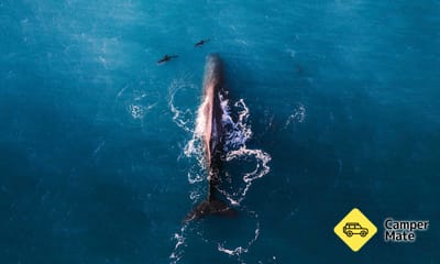 Wings Over Whales