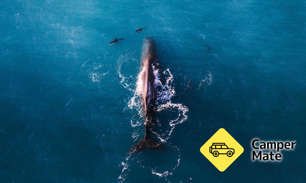 Wings Over Whales