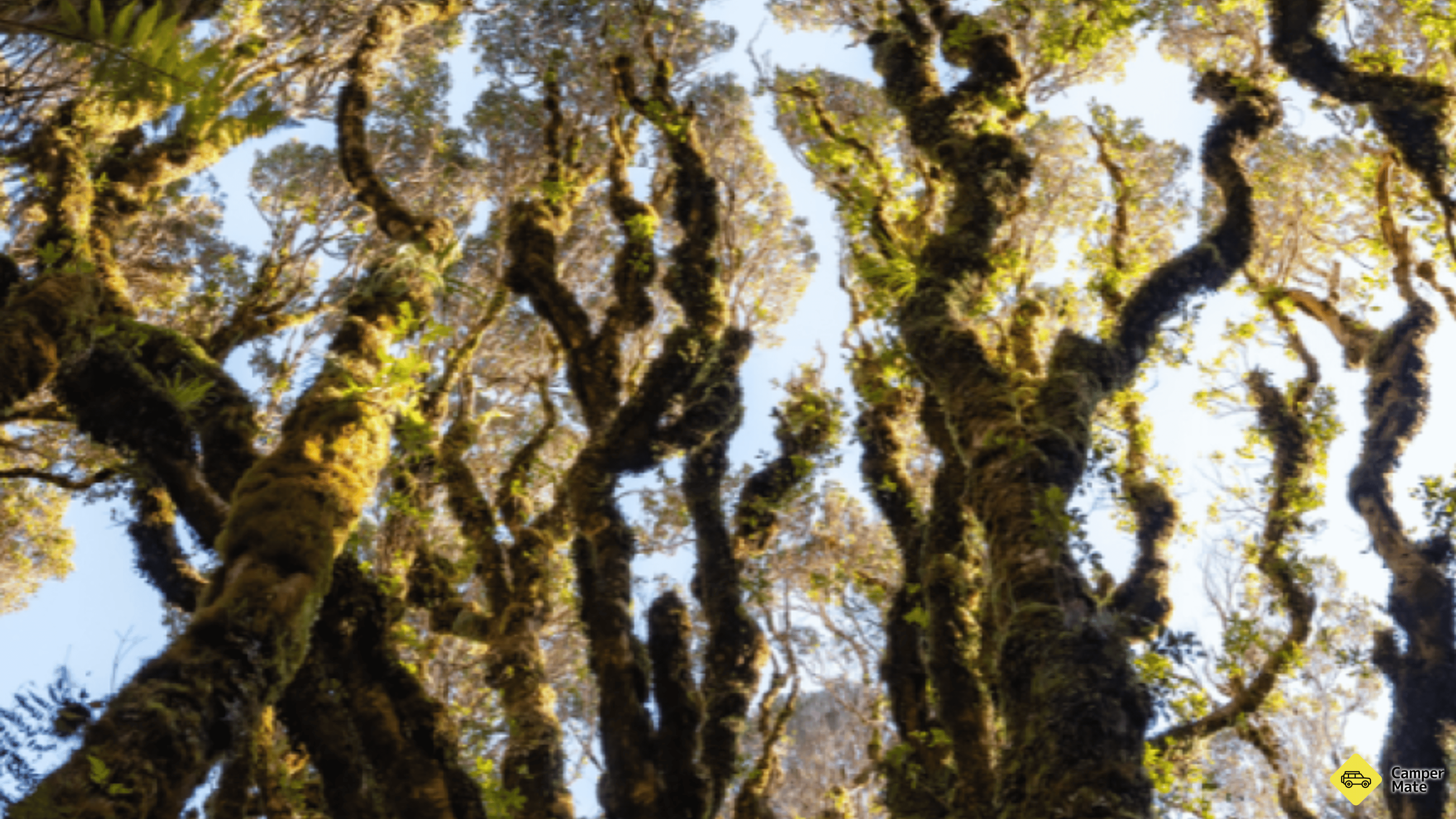 Kamahi Loop Track (Goblin Forest)