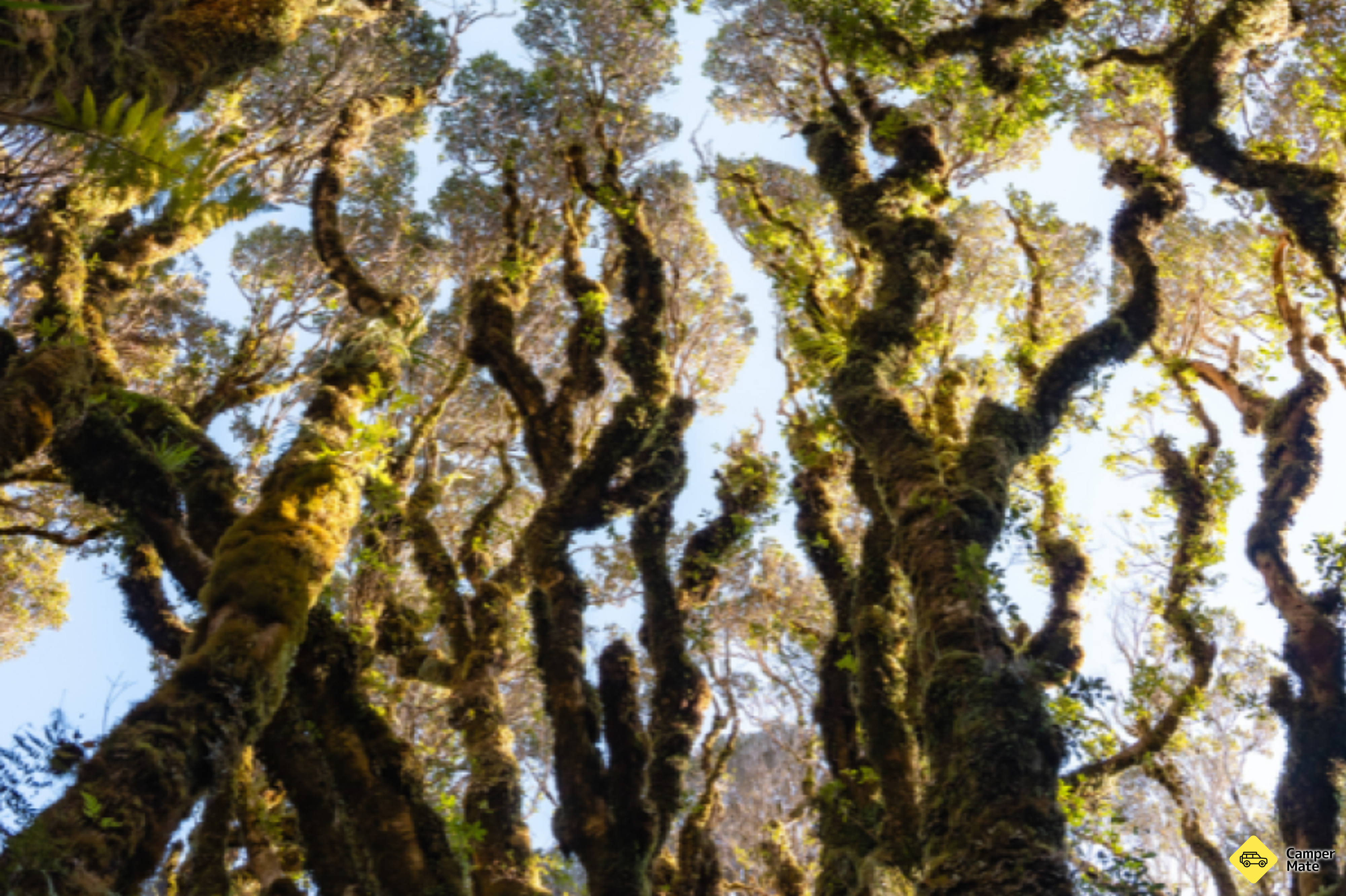 Kamahi Loop Track (Goblin Forest)