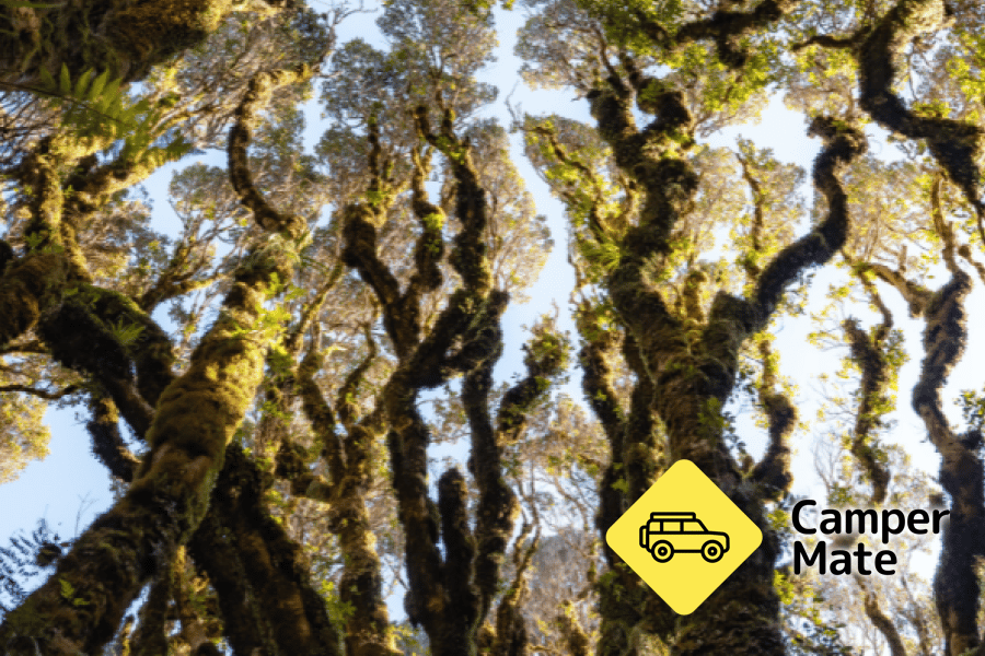   Kamahi Loop Track (Goblin Forest)