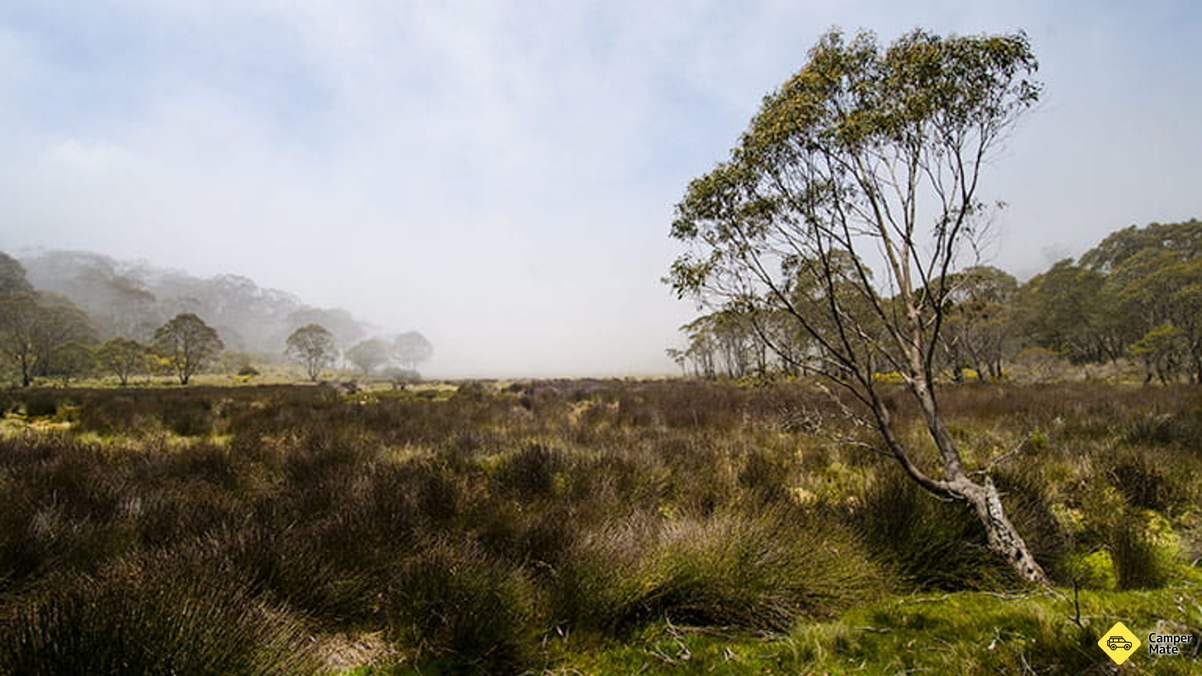 Kemp Black Swamp