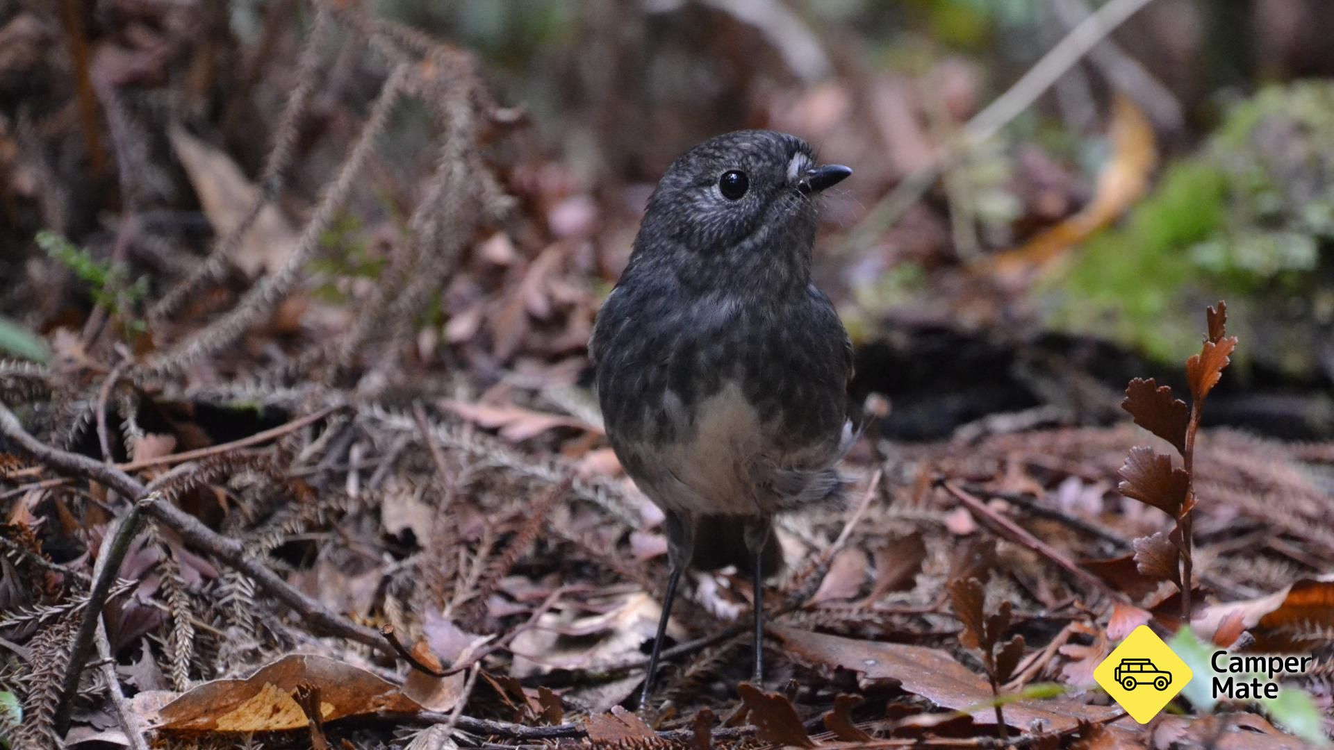 Kaharoa Kokako Track - Image 3