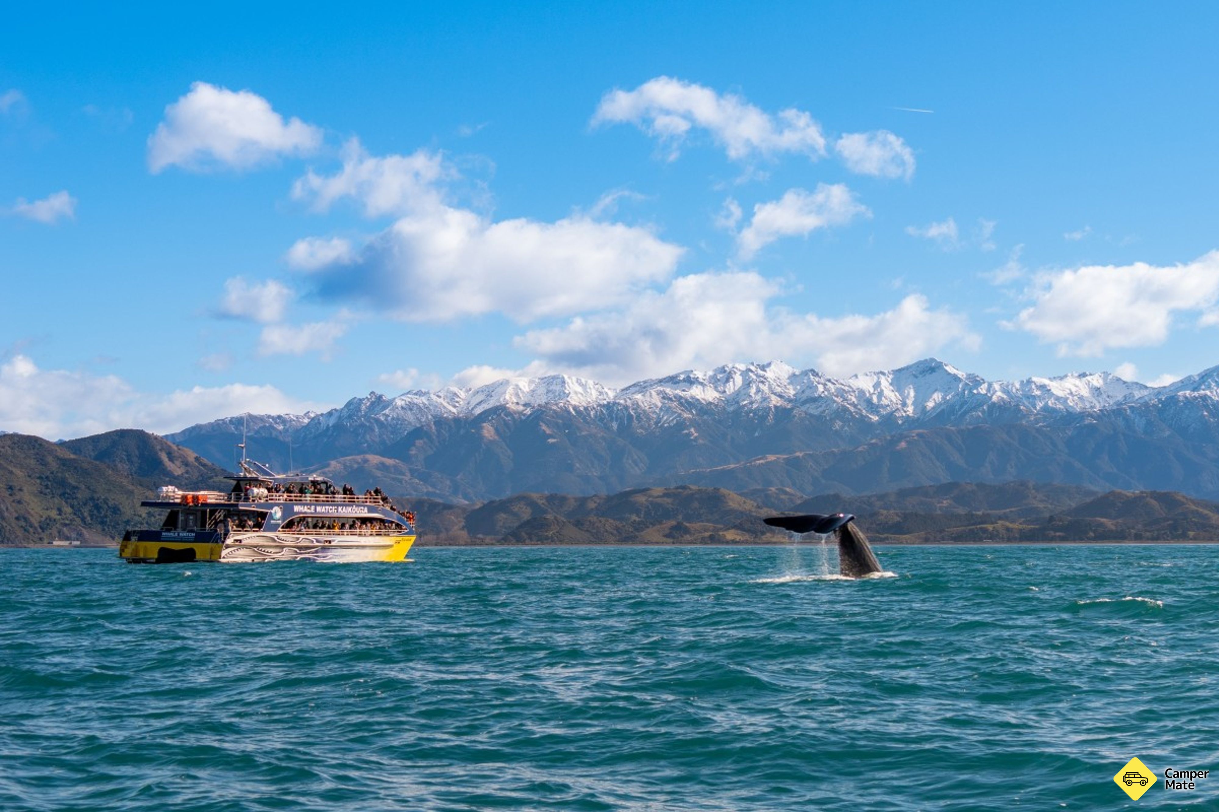 Whale Watch Kaikoura