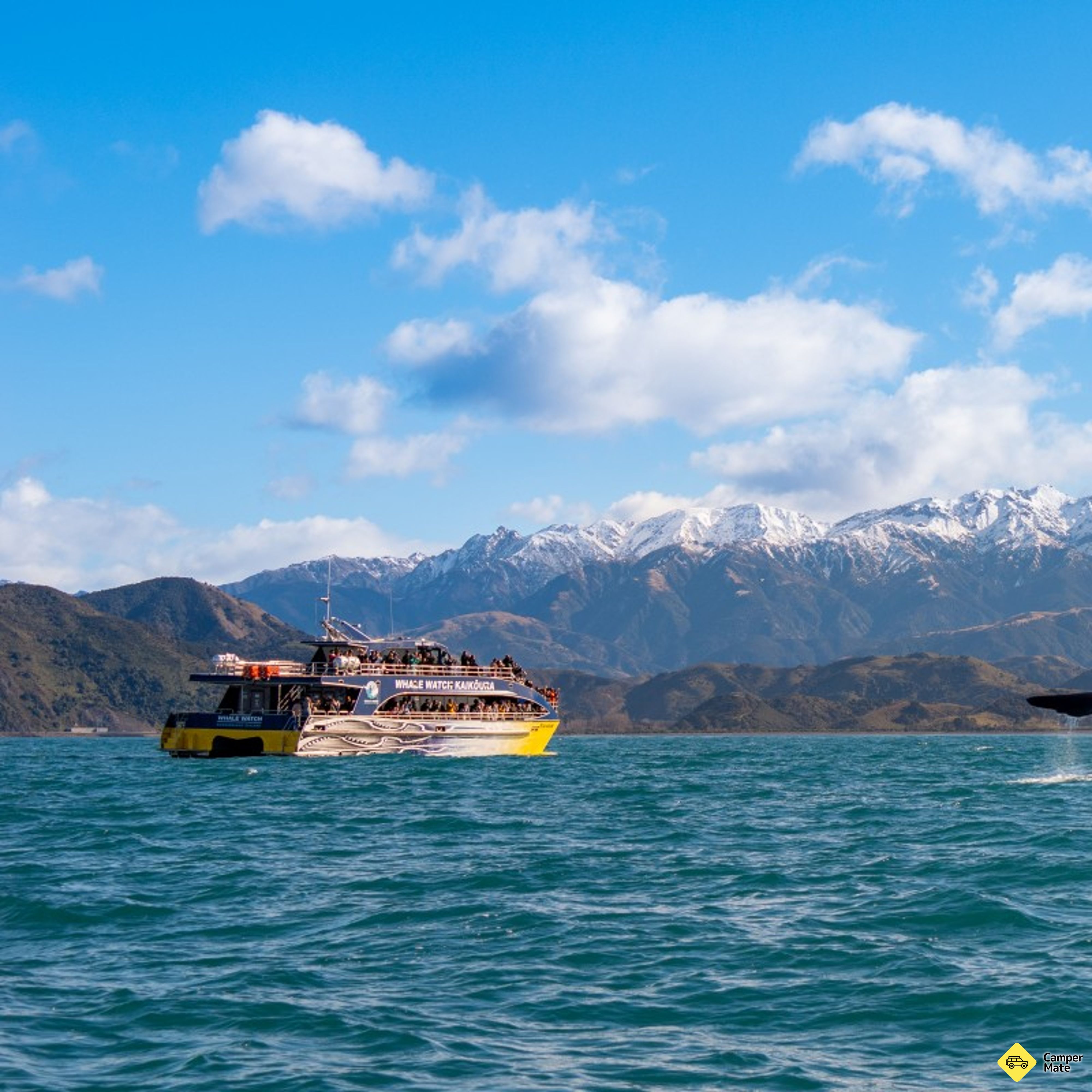 Whale Watch af Kaikoura