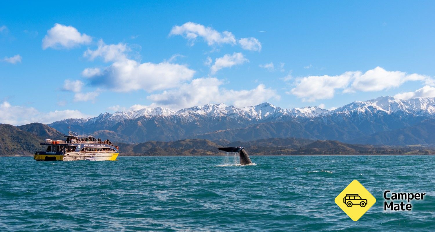 Balina İzle Kaikoura