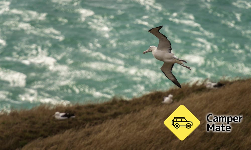 Royal Albatross เห็นทัวร์ - Image 3