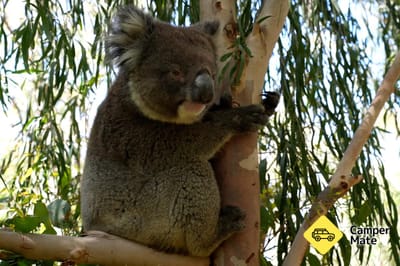 Om Koala Boardwalk