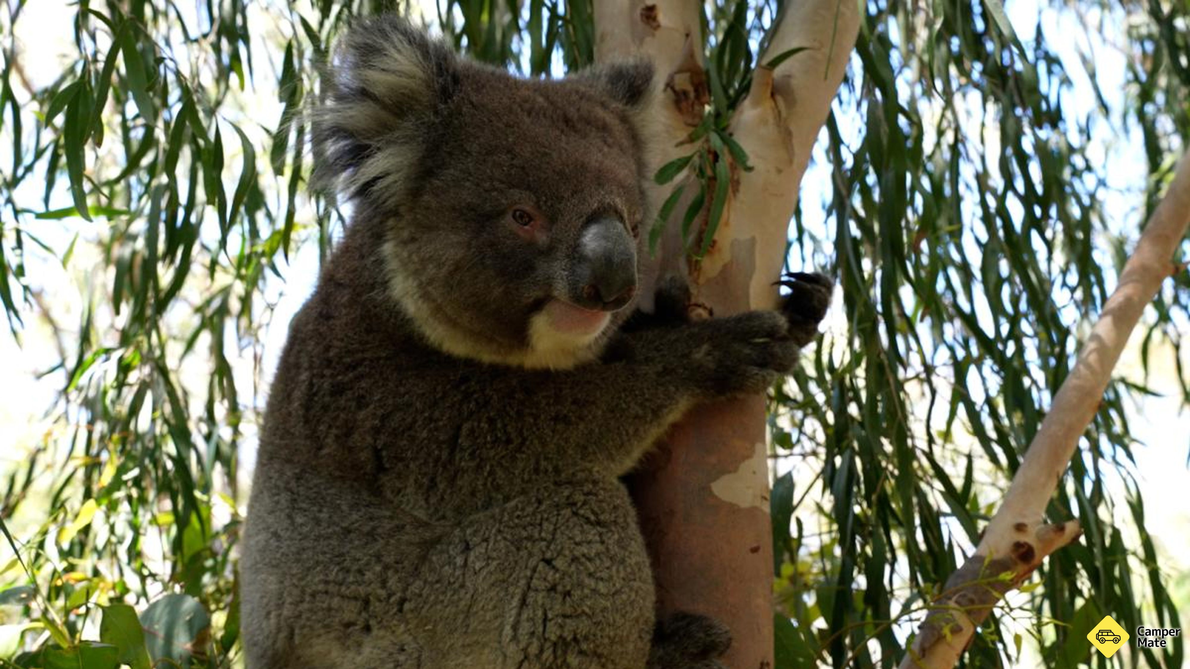 Om Koala Boardwalk