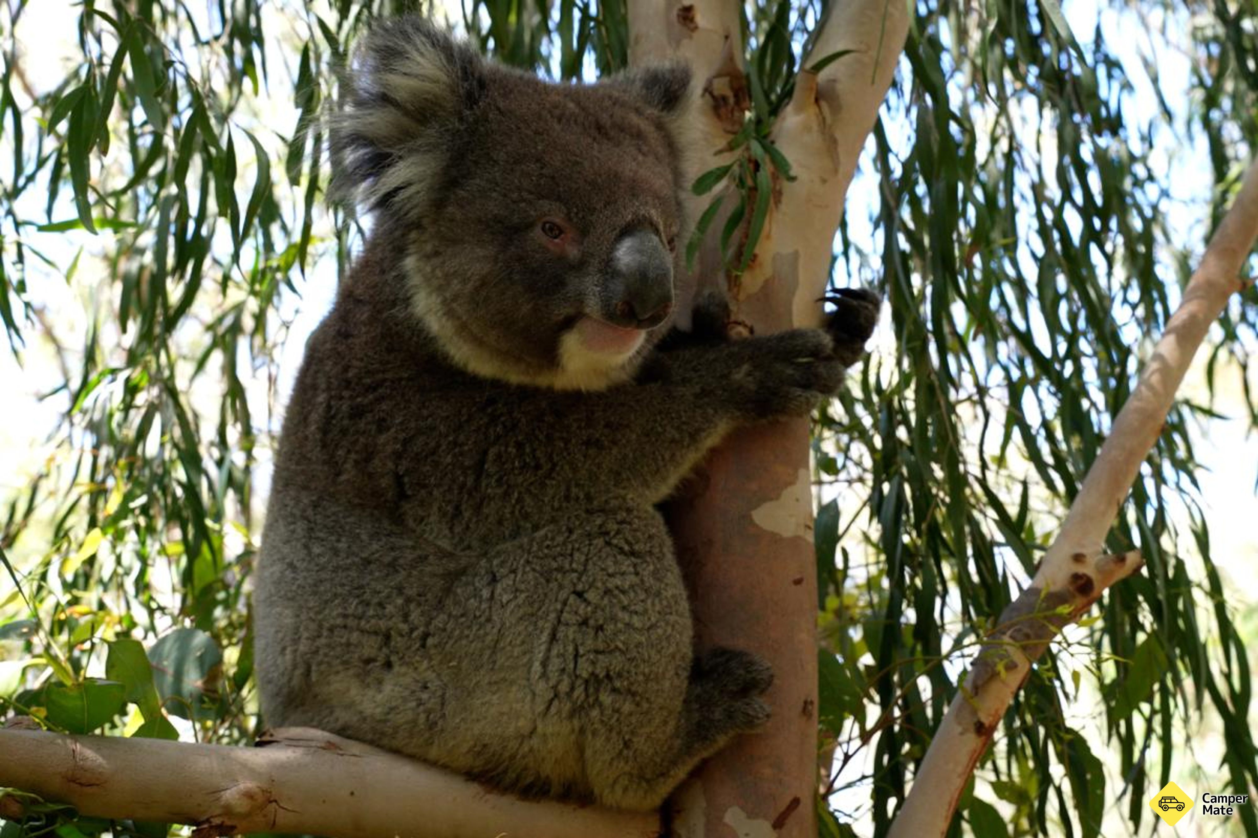 Om Koala Boardwalk