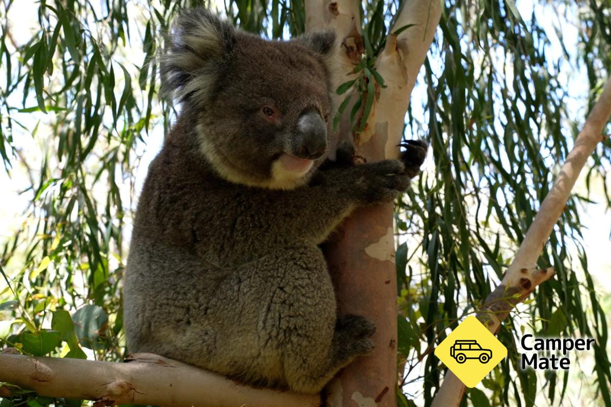 Om Koala Boardwalk
