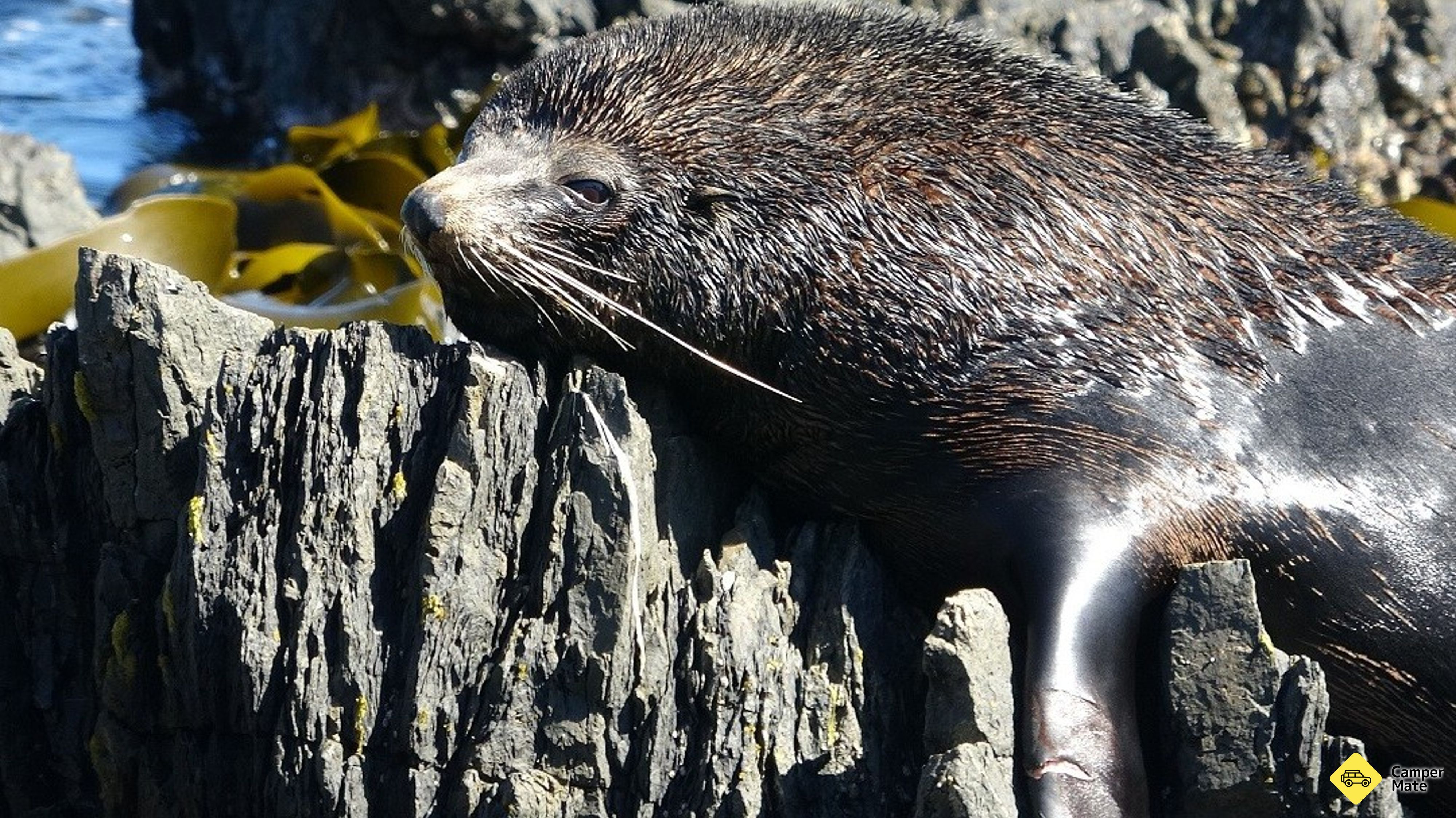 Seal Coast Safari