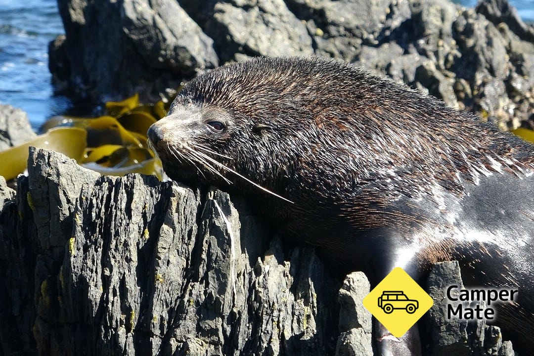 Seal Coast Safari 