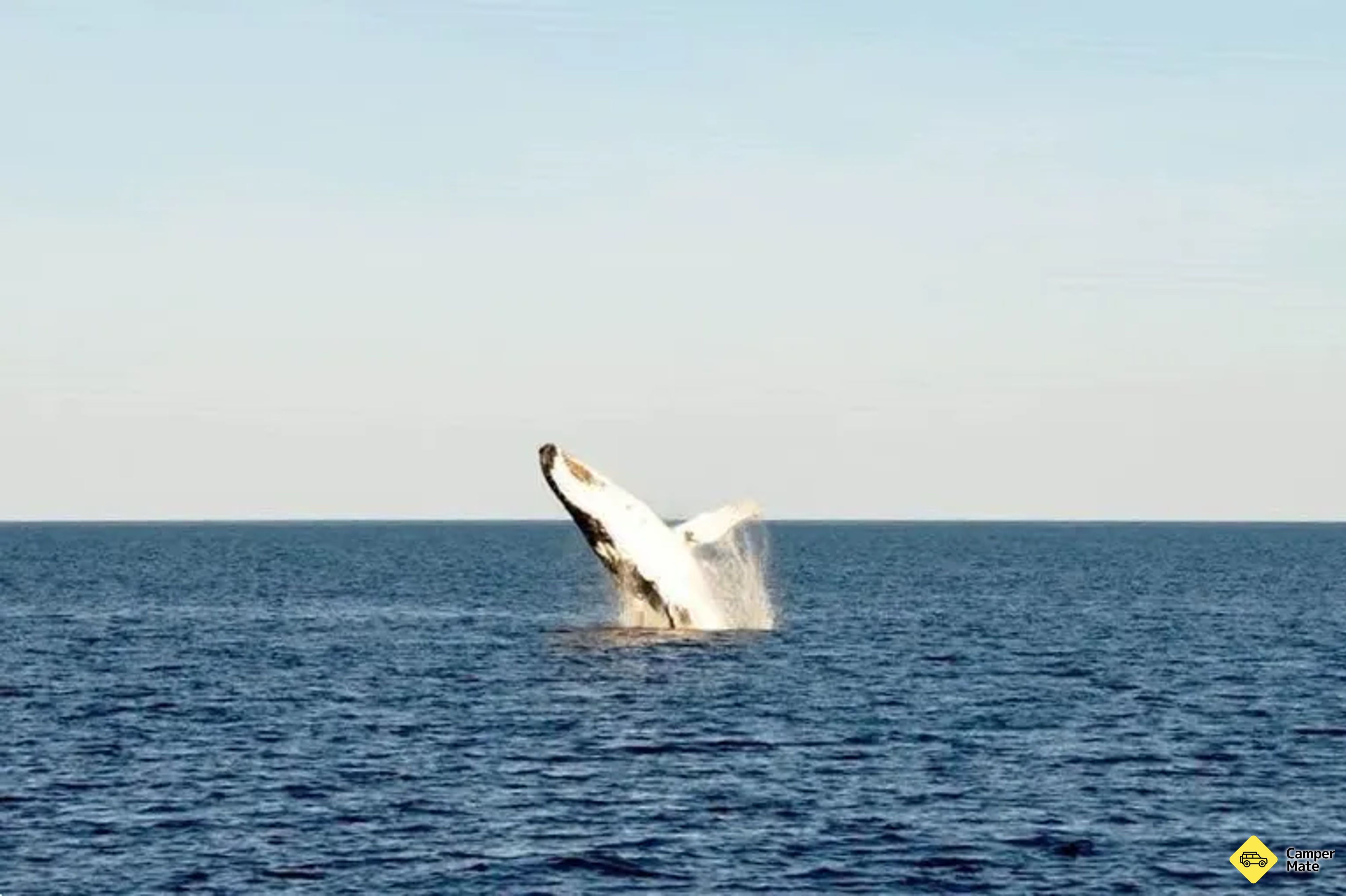 Keppel Island Whale Watching Cruise yakınındaki oteller - Image 3