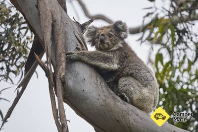 Kennett River Koala Walk 근처 오락거리