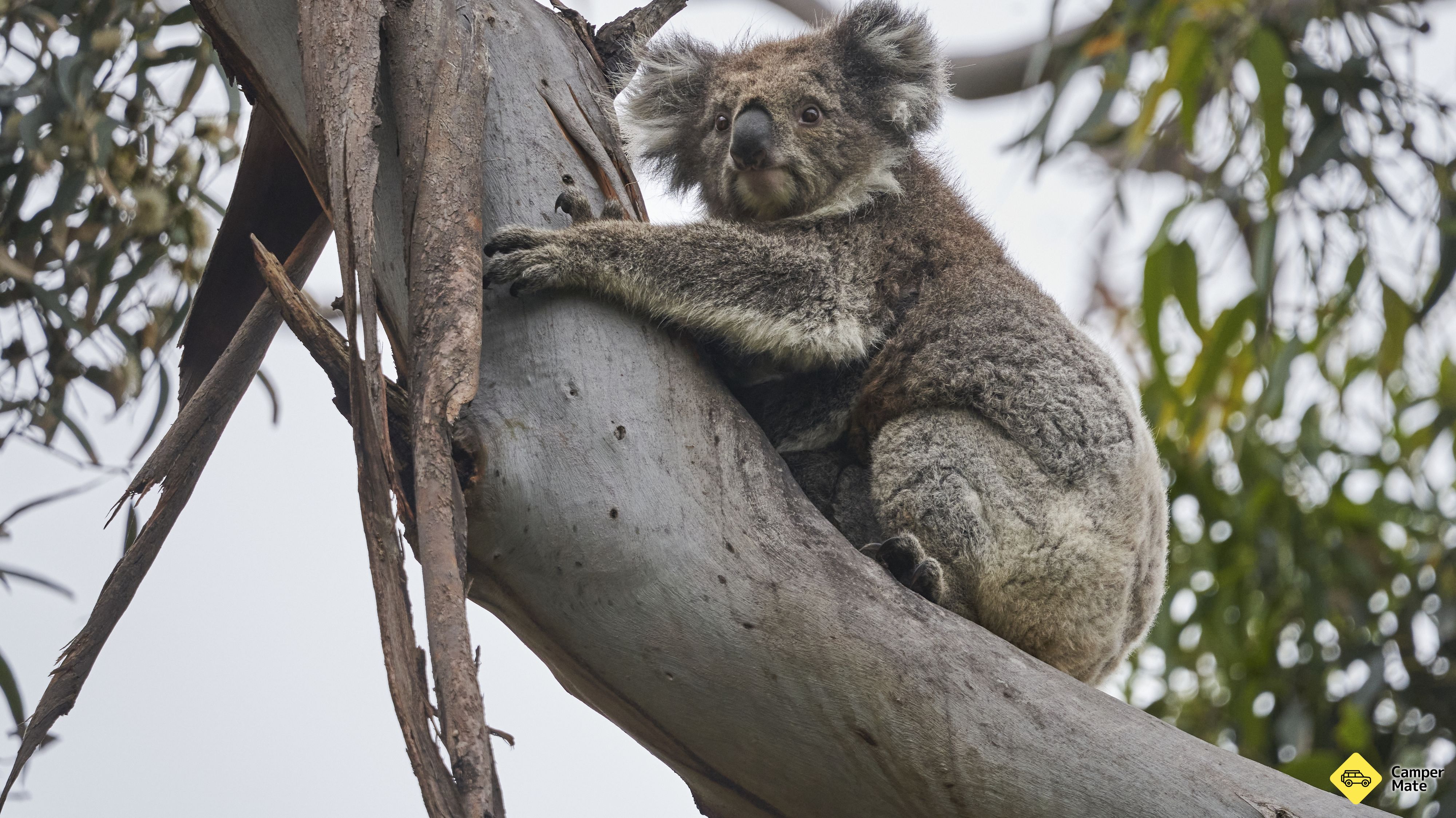 Kennett River Koala Walk 근처 오락거리