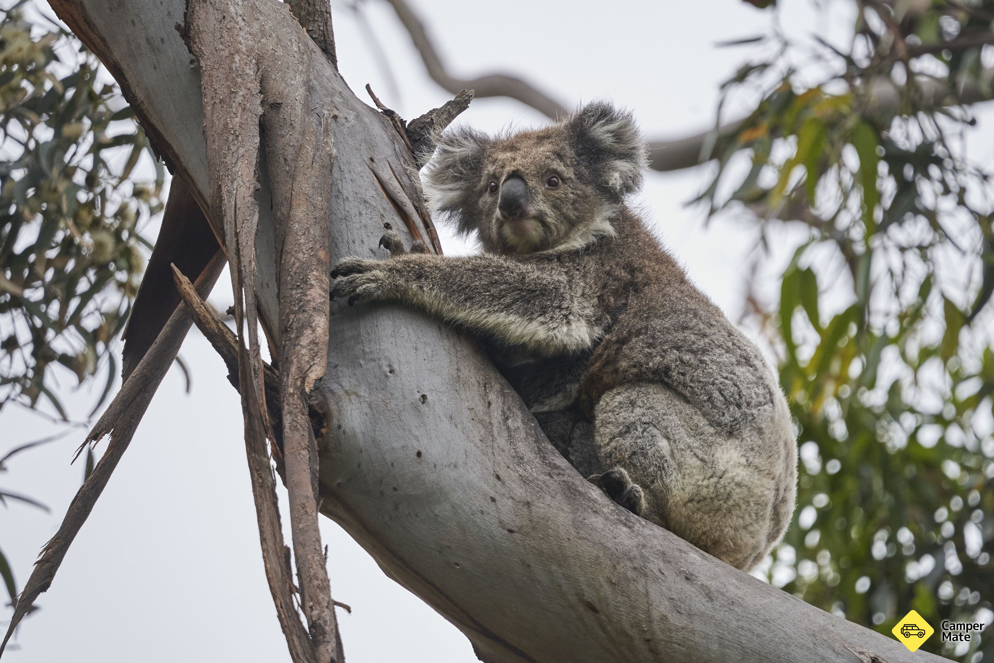 Kennett River Koala Walk 근처 오락거리