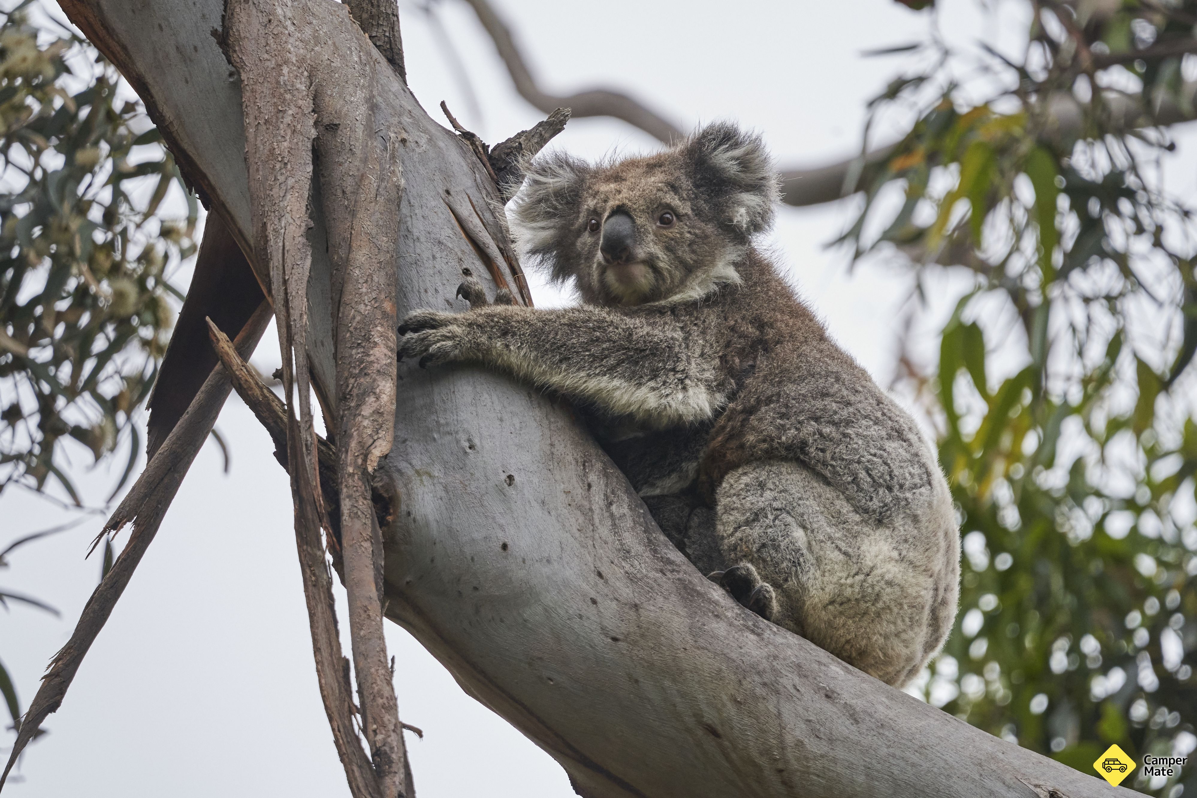 Kennett River Koala Walk 근처 오락거리