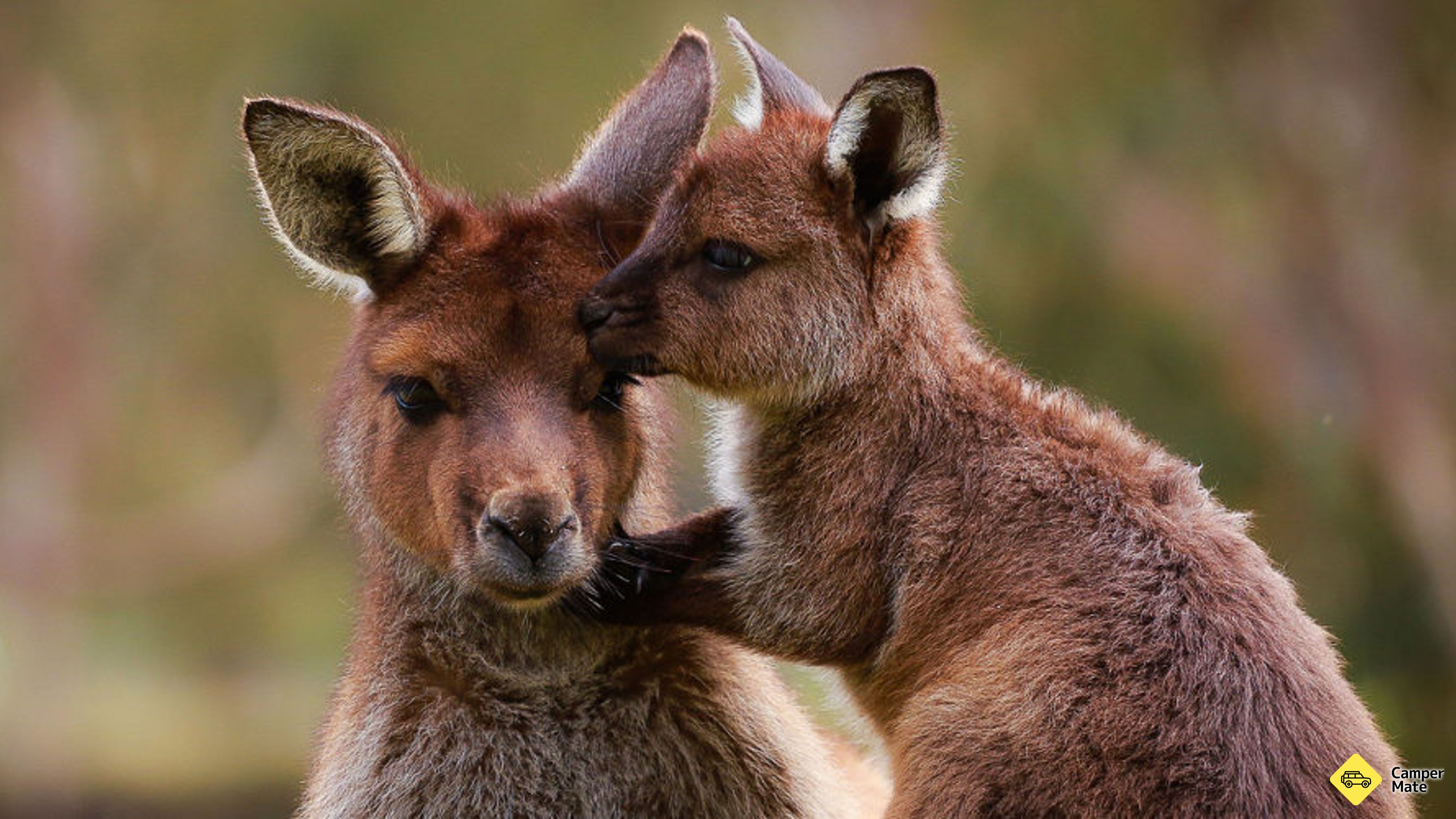 حديقة Ballarat Wildlife Park