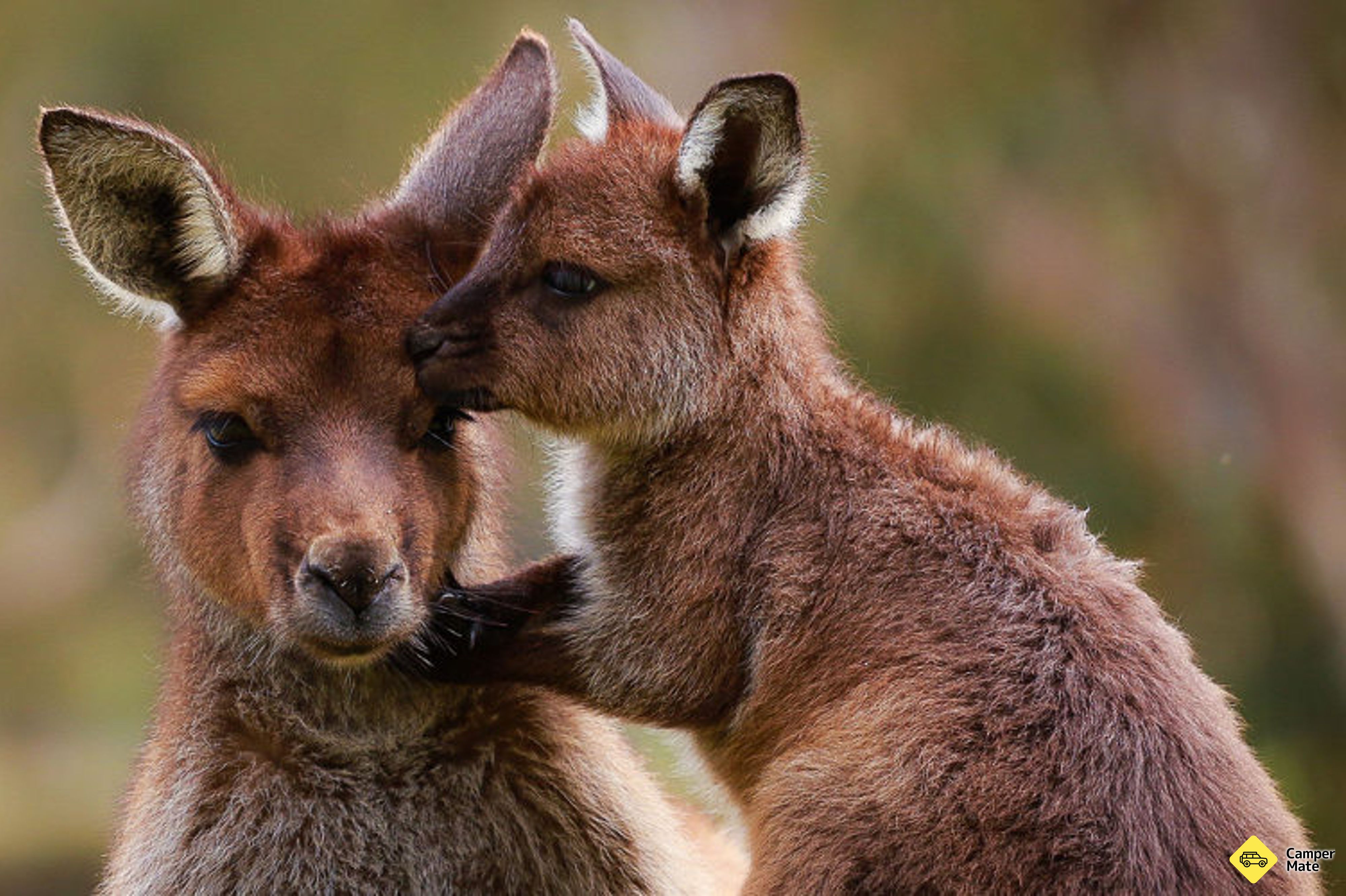حديقة Ballarat Wildlife Park