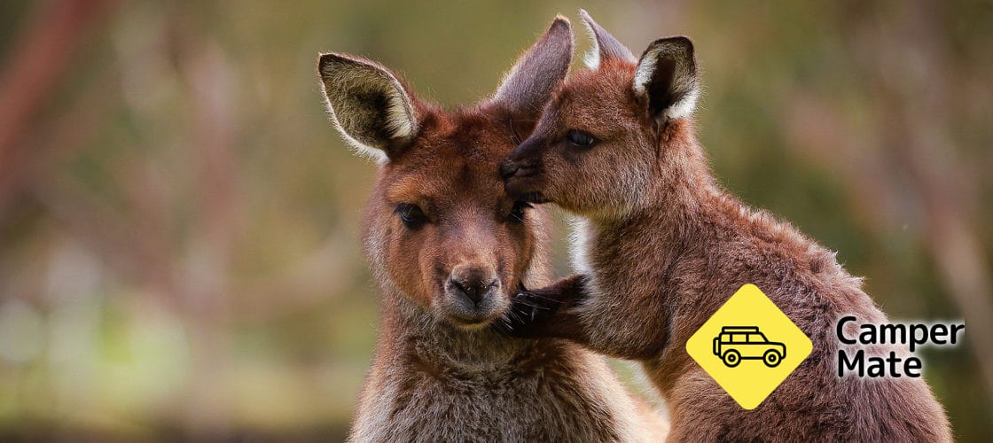 Ballarat Wildlife Park