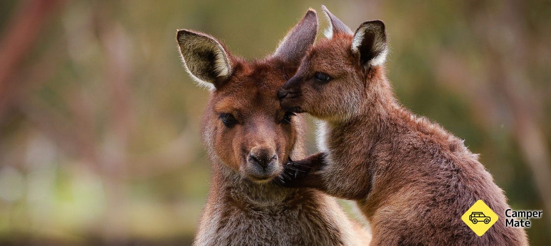 Ballarat Wildlife Park