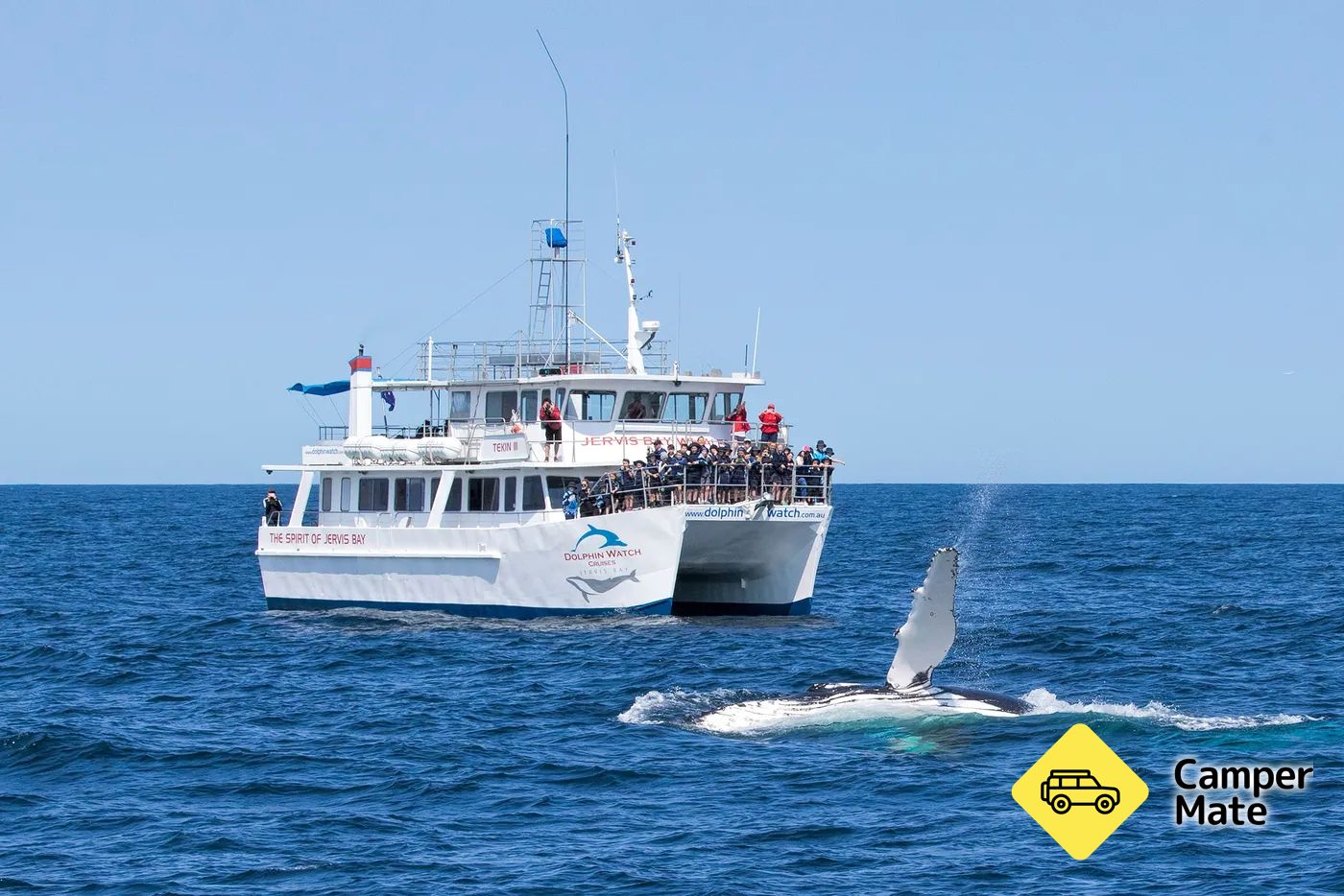 Whale Watching Jervis Bay - Image 3