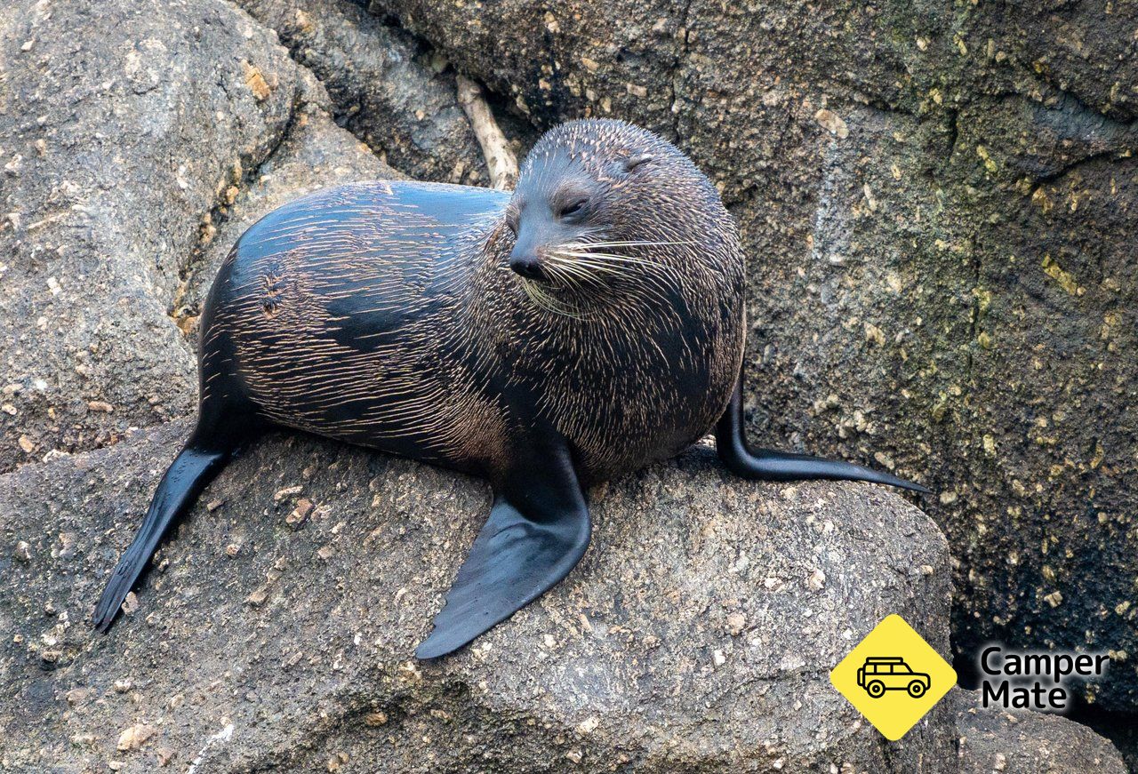 La colonie de Tauranga Bay Seal - Image 3