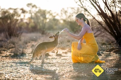The Kangaroo Sanctuary