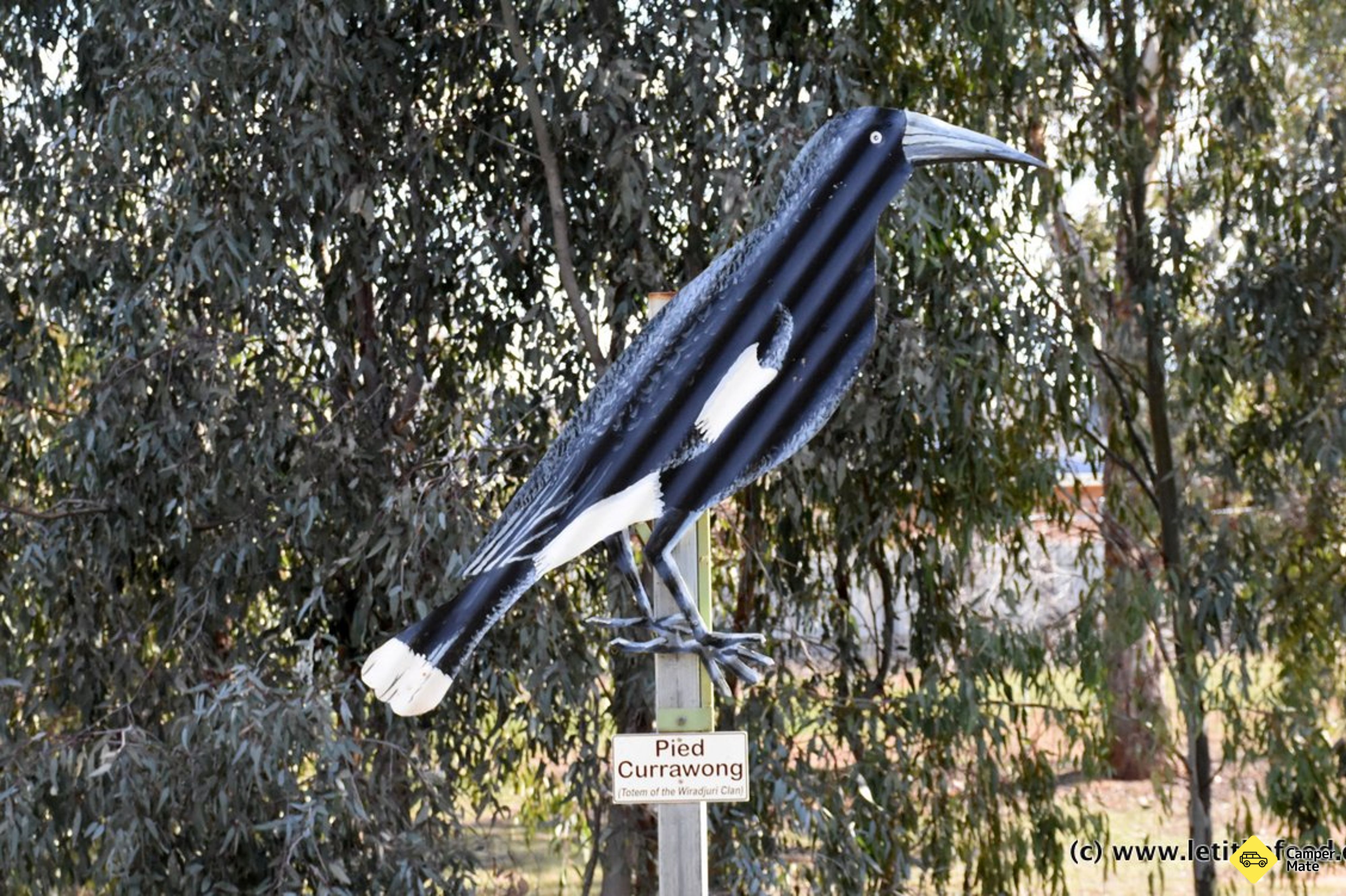 Cootamundra Vogelspaziergang - Image 3