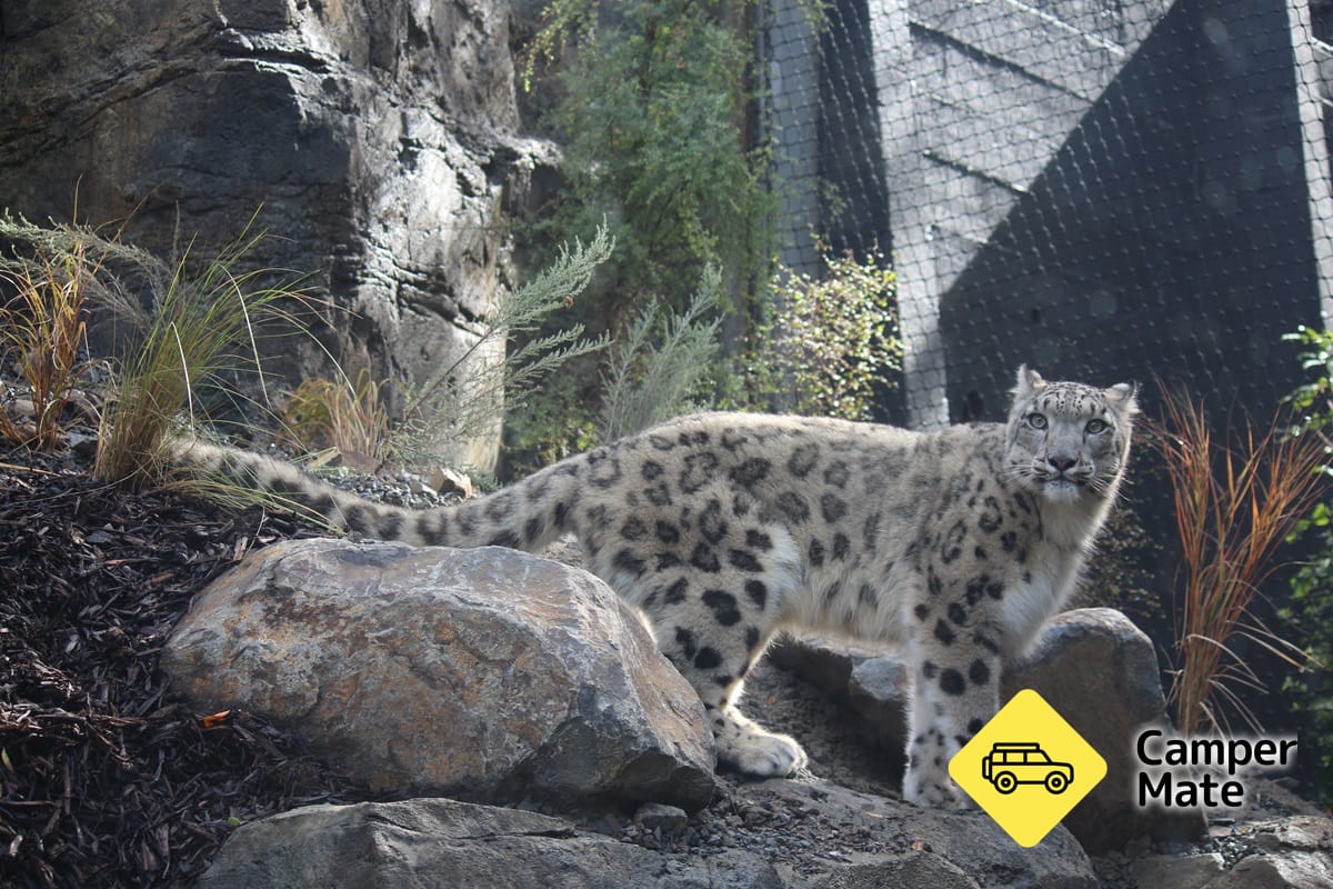 Wellington Zoo - Image 3