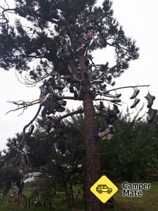 Shoe Tree